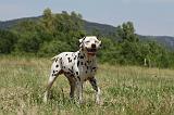 DALMATIEN 354